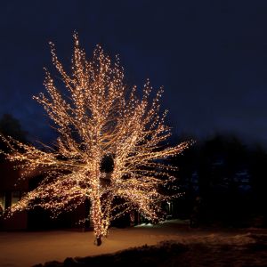 10M schwarz verbindbare Baumbeleuchtung, 10 LEDs p / meter, IP67 - Warmweiß