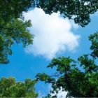 Fotodruck Wolke mit Wald - 1 Acrylplatte mit Druck, für 60x60 cm LED-Panels